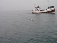 Walbeobachtung mit Ambassador bei Akureyri