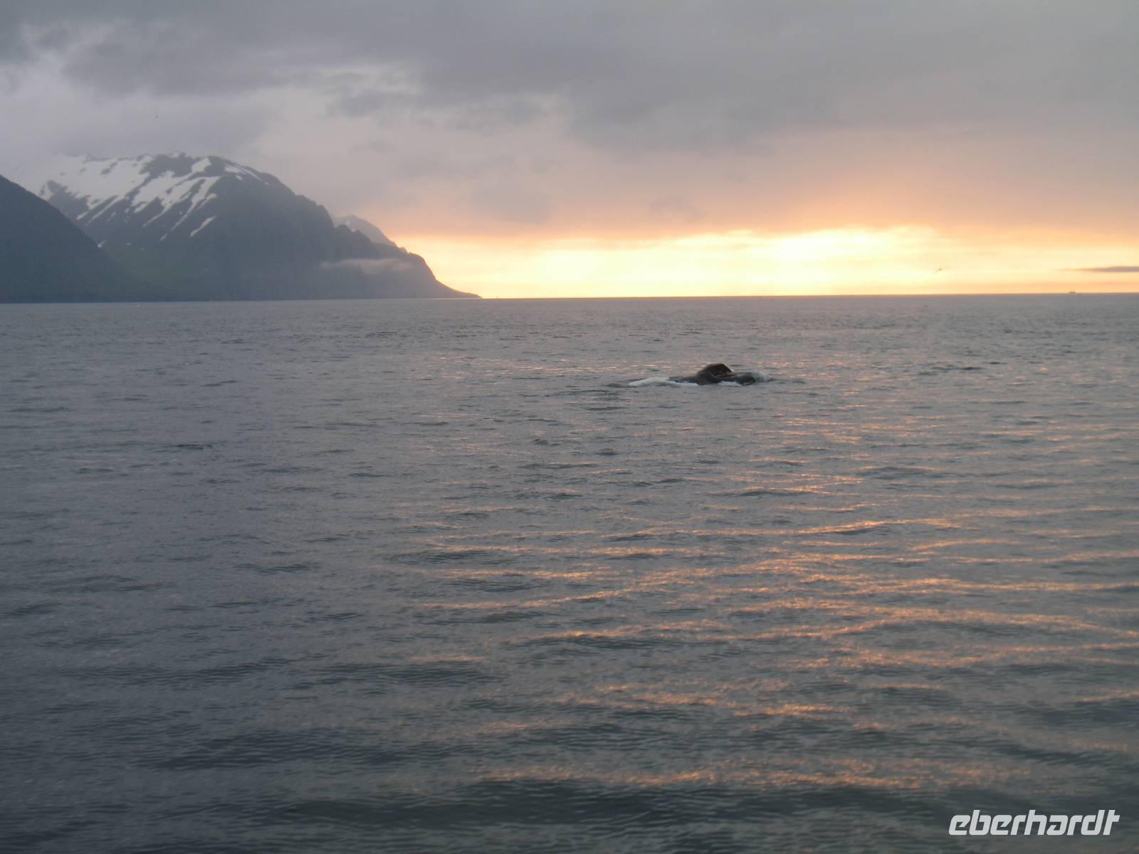 Walbeobachtung mit Ambassador bei Akureyri