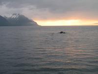 Walbeobachtung mit Ambassador bei Akureyri