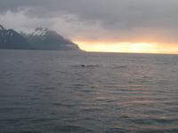 Walbeobachtung mit Ambassador bei Akureyri