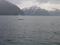 Walbeobachtung mit Ambassador bei Akureyri