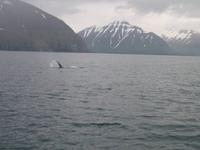 Walbeobachtung mit Ambassador bei Akureyri