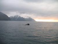 Walbeobachtung mit Ambassador bei Akureyri