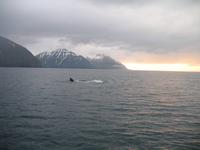 Walbeobachtung mit Ambassador bei Akureyri