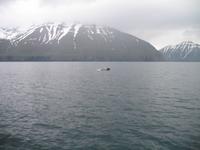 Walbeobachtung mit Ambassador bei Akureyri