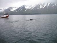 Walbeobachtung mit Ambassador bei Akureyri