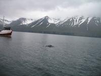 Walbeobachtung mit Ambassador bei Akureyri