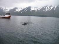 Walbeobachtung mit Ambassador bei Akureyri