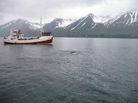Walbeobachtung mit Ambassador bei Akureyri