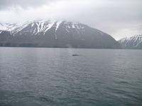 Walbeobachtung mit Ambassador bei Akureyri