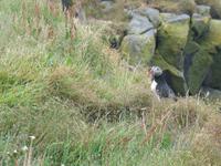 Landspitze Dyrhólaey