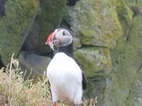 Landspitze Dyrhólaey