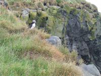 Landspitze Dyrhólaey