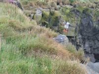 Landspitze Dyrhólaey