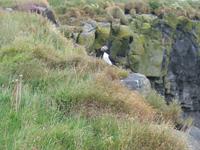 Landspitze Dyrhólaey