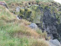 Landspitze Dyrhólaey