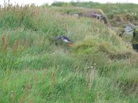 Landspitze Dyrhólaey