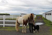 Pferdehof Flugumýri