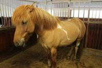 Pferdehof Flugumýri