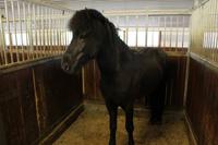 Pferdehof Flugumýri