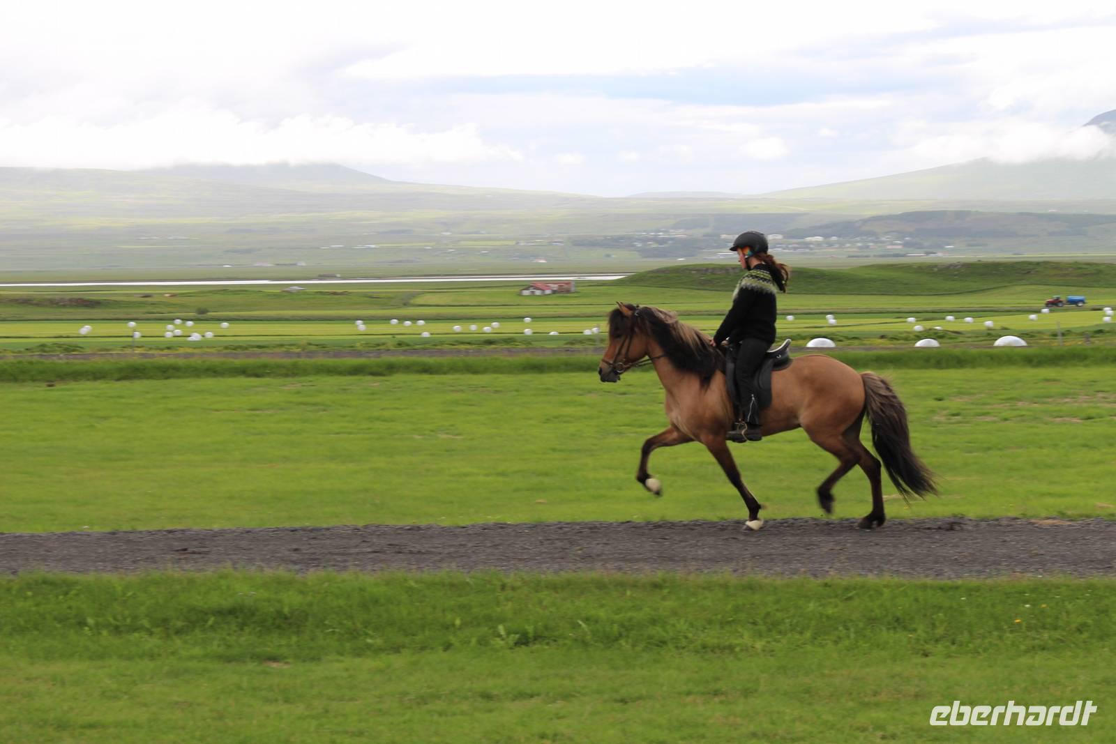 Pferdehof Flugumýri