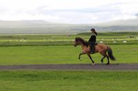 Pferdehof Flugumýri