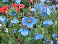 Botanischer Garten in Akureyri