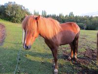 Islandpferd für unseren Reitausflug am Abend