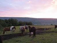 Nach dem Ausritt mit den Islandpferden