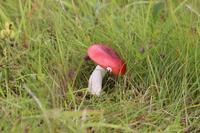 Fliegenpilze gibt es auch in Island!