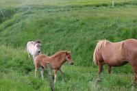 Islandpferde mit Fohlen