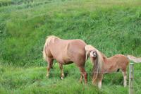 Islandpferd mit Fohlen