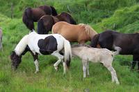 Islandpferde für unseren Reitausflug am Abend