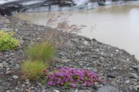 Spaziergang am Gletscher im Nationalpark Skaftafell