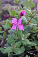 Arktisches Weidenröschen