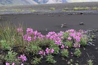 Arktisches Weidenröschen