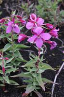 Arktisches Weidenröschen