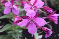 Arktisches Weidenröschen