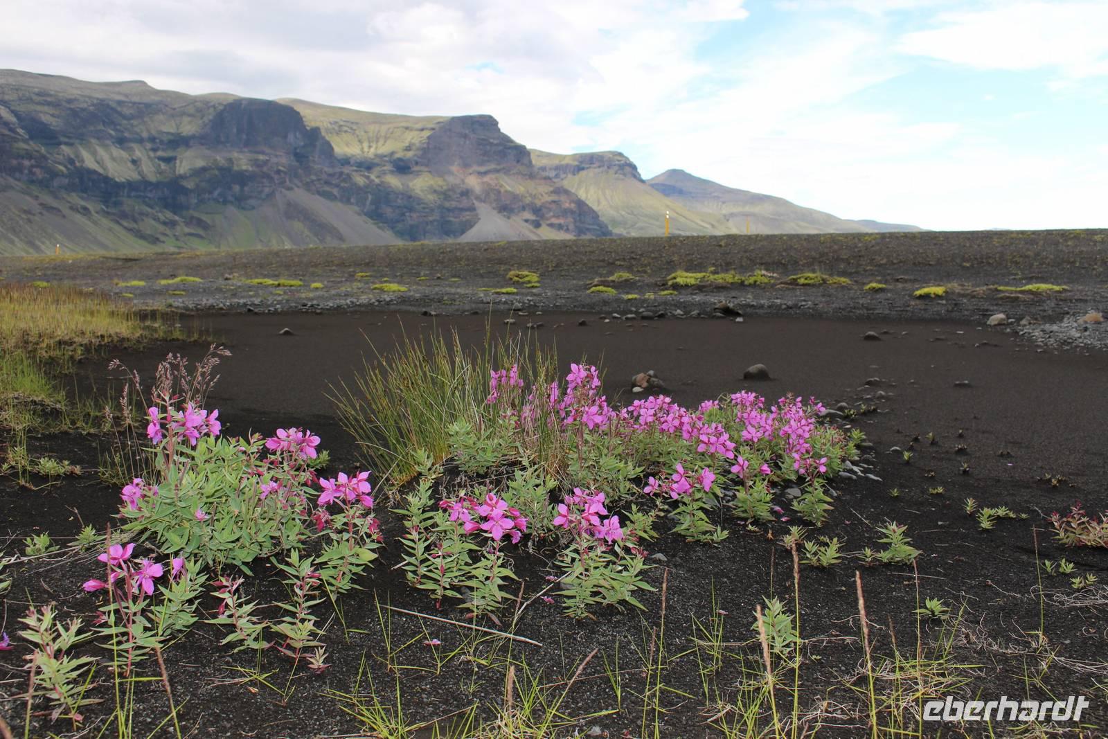 Arktisches Weidenröschen