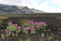 Arktisches Weidenröschen