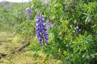 Lupine am Rande eines Lupinen-Feldes