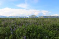 Blick auf das Lupinenfeld
