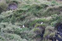 Papageientaucher auf den Felsen