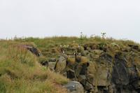 Papageientaucher auf den Felsen