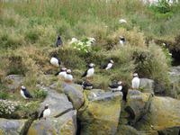 Papageientaucher auf den Felsen auf der Landspitze Dyrhólaey 