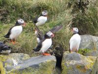 Papageientaucher auf den Felsen auf der Landspitze Dyrhólaey 