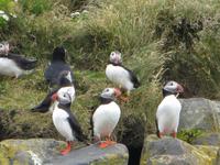 Papageientaucher auf den Felsen auf der Landspitze Dyrhólaey 