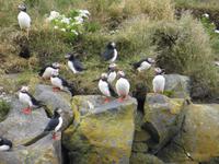 Papageientaucher auf den Felsen auf der Landspitze Dyrhólaey 