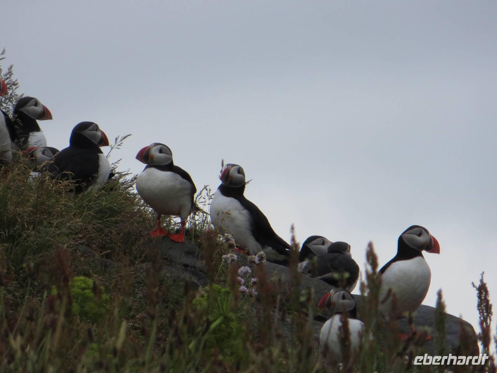 Papageientaucher auf den Felsen auf der Landspitze Dyrhólaey 