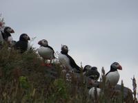 Papageientaucher auf den Felsen auf der Landspitze Dyrhólaey 